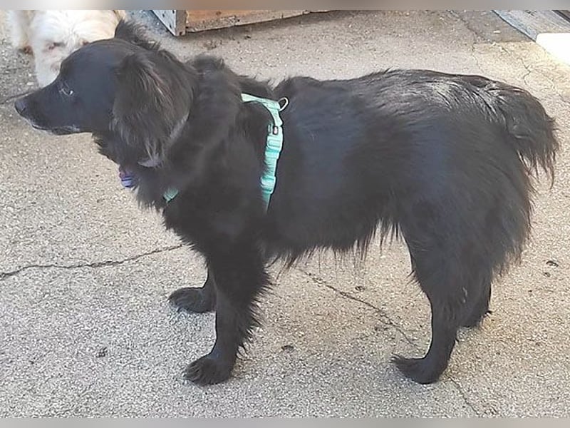ungar. Zamperl MOLLY - 8 Jahre, 35cm/9,8kg - kleiner Mischling