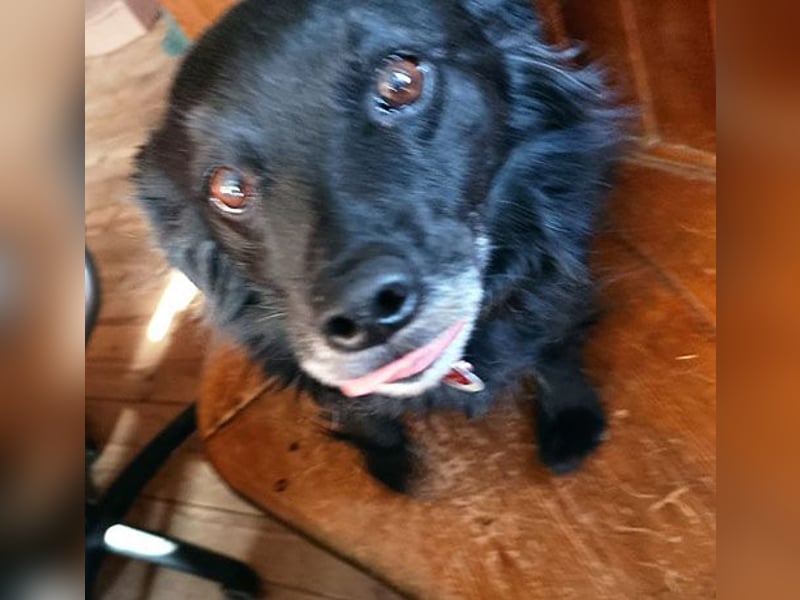 ungar. Zamperl MOLLY - 8 Jahre, 35cm/9,8kg - kleiner Mischling