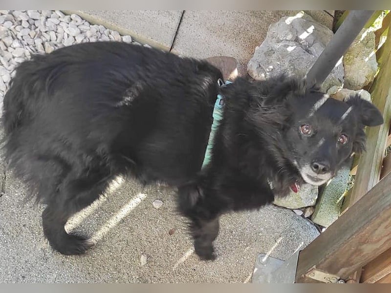 ungar. Zamperl MOLLY - 8 Jahre, 35cm/9,8kg - kleiner Mischling