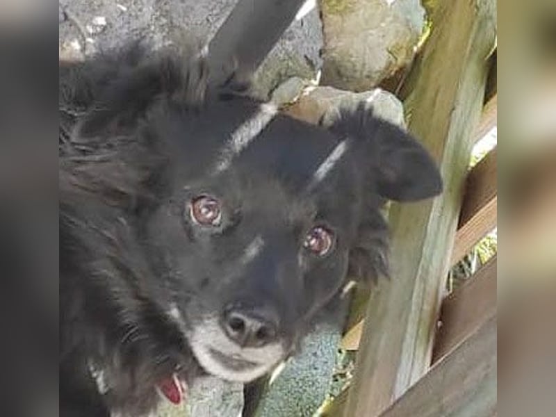 ungar. Zamperl MOLLY - 8 Jahre, 35cm/9,8kg - kleiner Mischling