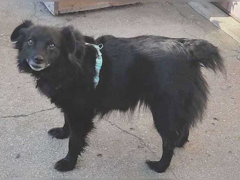 ungar. Zamperl MOLLY - 8 Jahre, 35cm/9,8kg - kleiner Mischling