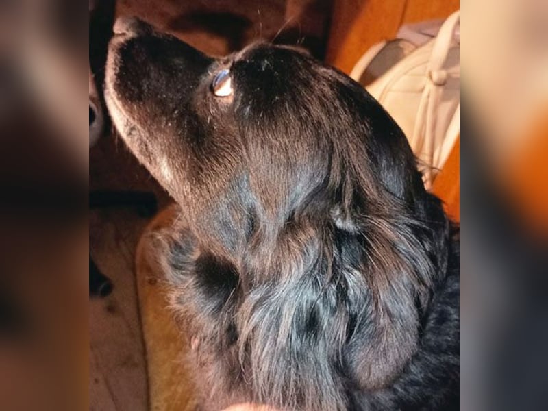 ungar. Zamperl MOLLY - 8 Jahre, 35cm/9,8kg - kleiner Mischling