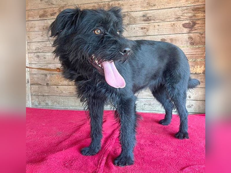 (R) ❤️ superliebe Familienhündin BOGI - 1,5 Jahre, 50cm/18kg - Mischling
