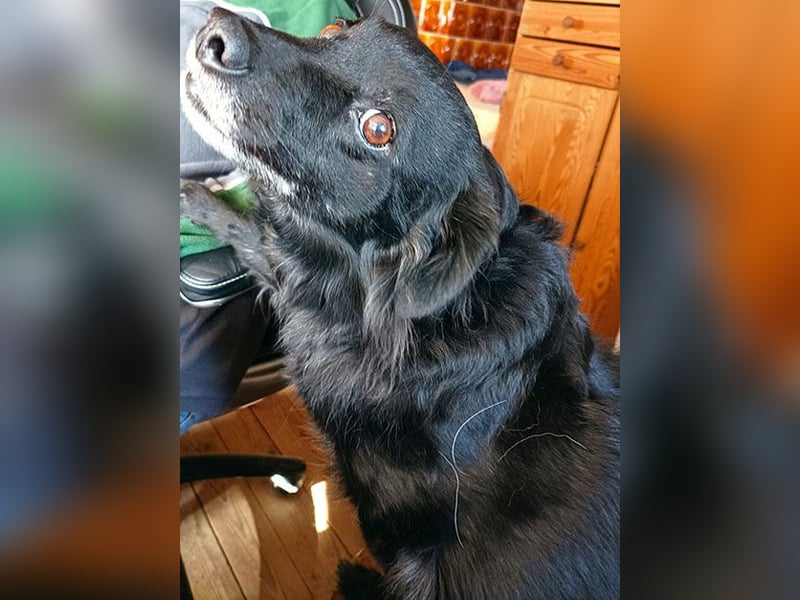 ungar. Zamperl MOLLY - 8 Jahre, 35cm/9,8kg - kleiner Mischling