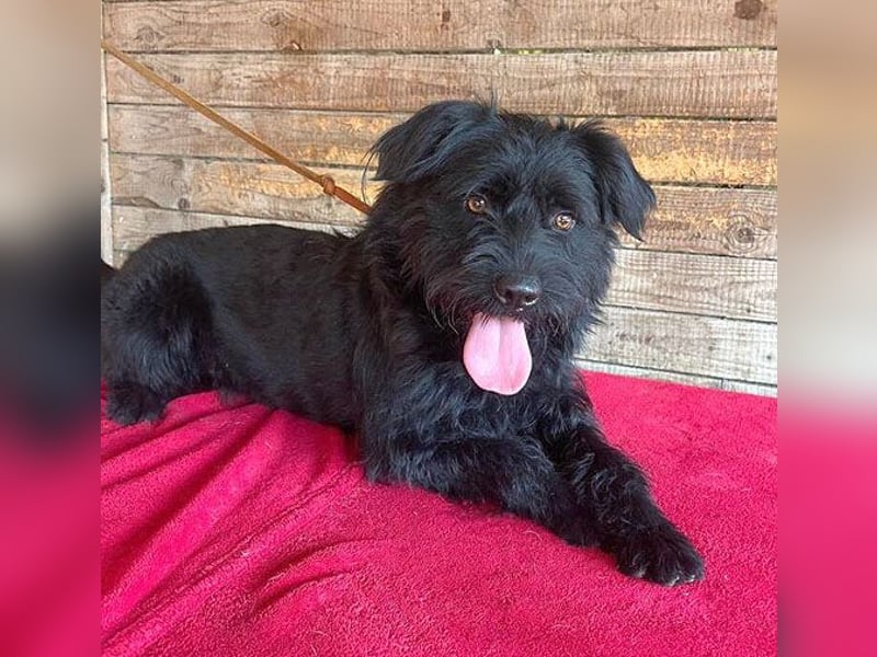 (R) ❤️ superliebe Familienhündin BOGI - 1,5 Jahre, 50cm/18kg - Mischling