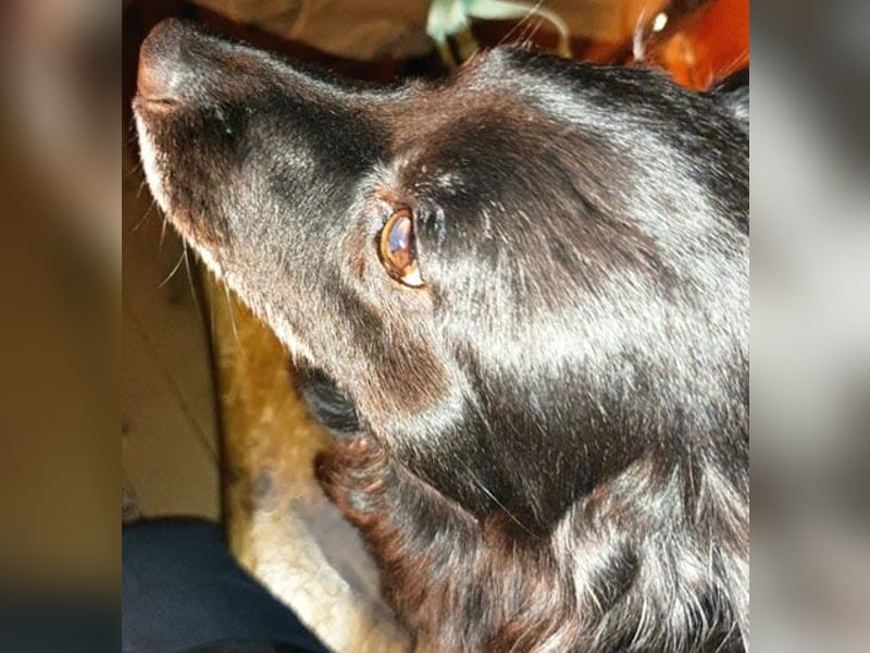 ungar. Zamperl MOLLY - 8 Jahre, 35cm/9,8kg - kleiner Mischling
