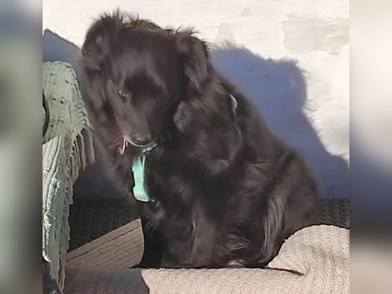 ungar. Zamperl MOLLY - 8 Jahre, 35cm/9,8kg - kleiner Mischling