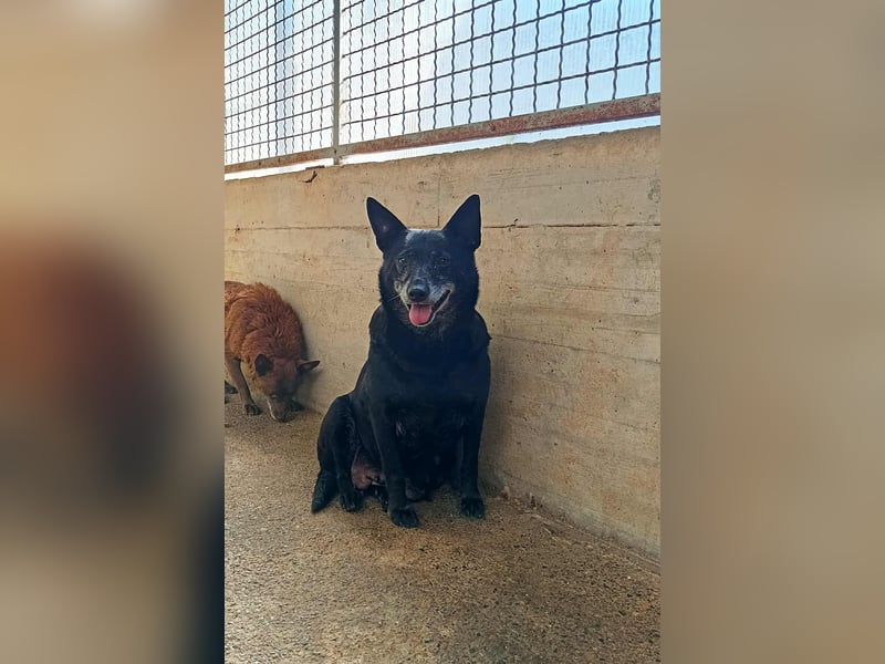 ältere Mischlings Hündin Lizzie sucht ein Zuhause, Seniordog, graue Schnauze