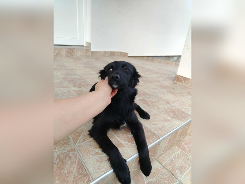 Junghündin, Welpe, Mischlings-Hündin Klara sucht eine Familie