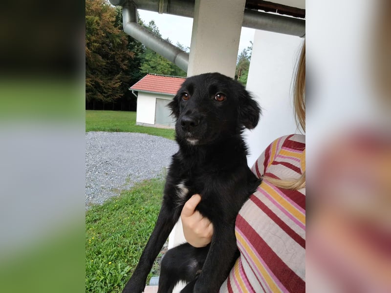 Junghündin, Welpe, Mischlings-Hündin Klara sucht eine Familie