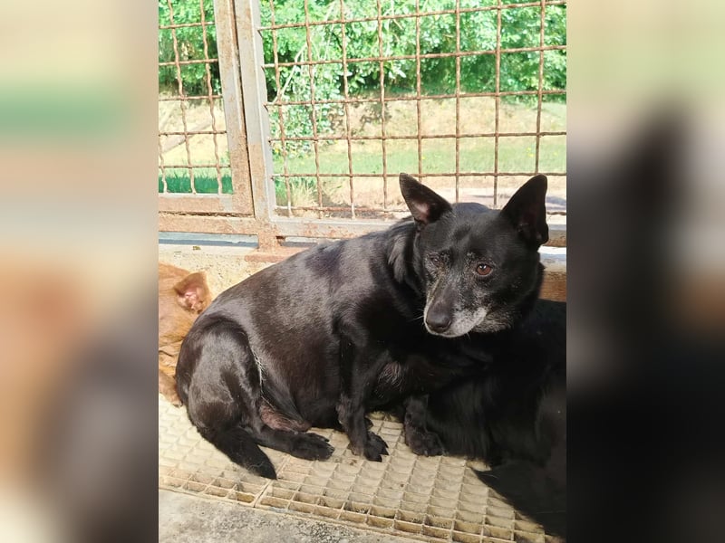 ältere Mischlings Hündin Lizzie sucht ein Zuhause, Seniordog, graue Schnauze
