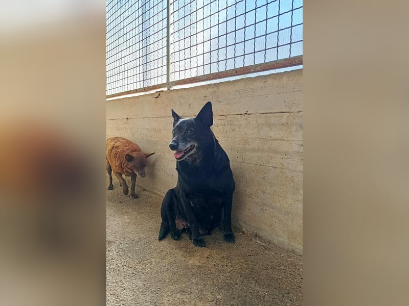 ältere Mischlings Hündin Lizzie sucht ein Zuhause, Seniordog, graue Schnauze