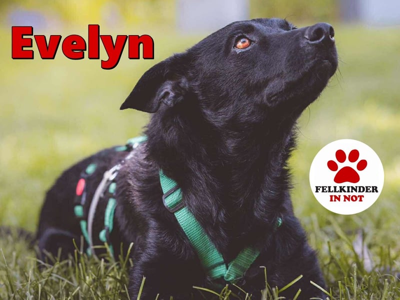 verschmuste Evelyn sucht ihre Menschen für immer