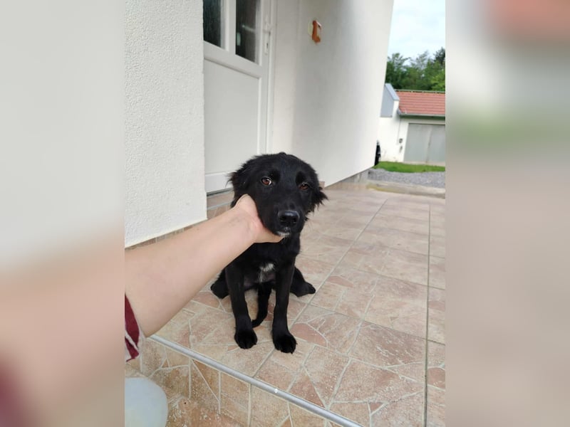 Junghündin, Welpe, Mischlings-Hündin Klara sucht eine Familie