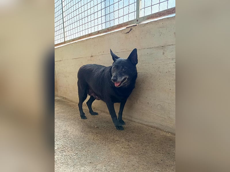 ältere Mischlings Hündin Lizzie sucht ein Zuhause, Seniordog, graue Schnauze