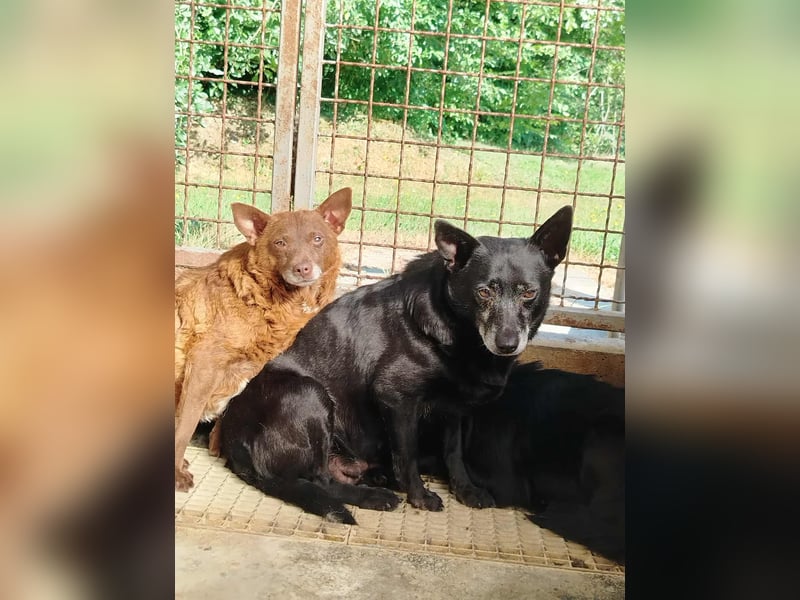 ältere Mischlings Hündin Lizzie sucht ein Zuhause, Seniordog, graue Schnauze