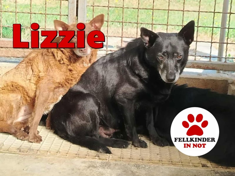 ältere Mischlings Hündin Lizzie sucht ein Zuhause, Seniordog, graue Schnauze