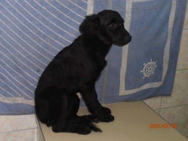 Kleine Cleo sucht ihre Familie oder eine liebevolle Pflegestelle
