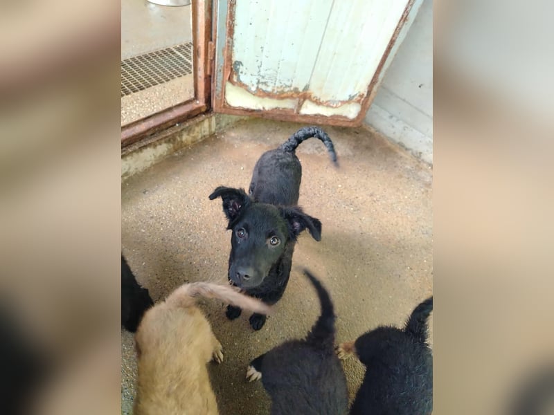 Kleine Cleo sucht ihre Familie oder eine liebevolle Pflegestelle