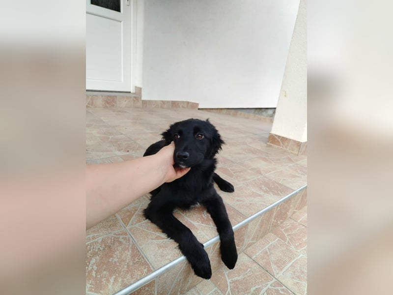 Junghündin, Welpe, Mischlings-Hündin Klara sucht eine Familie