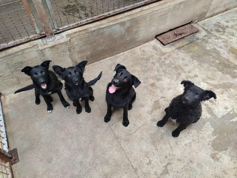 Junghündin, Welpe, Mischlings-Hündin Nellie sucht eine Familie