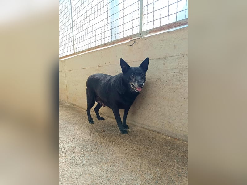 ältere Mischlings Hündin Lizzie sucht ein Zuhause, Seniordog, graue Schnauze