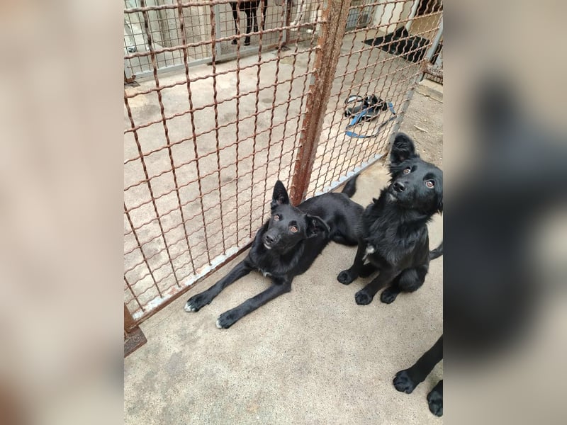 Junghündin, Welpe, Mischlings-Hündin Nellie sucht eine Familie