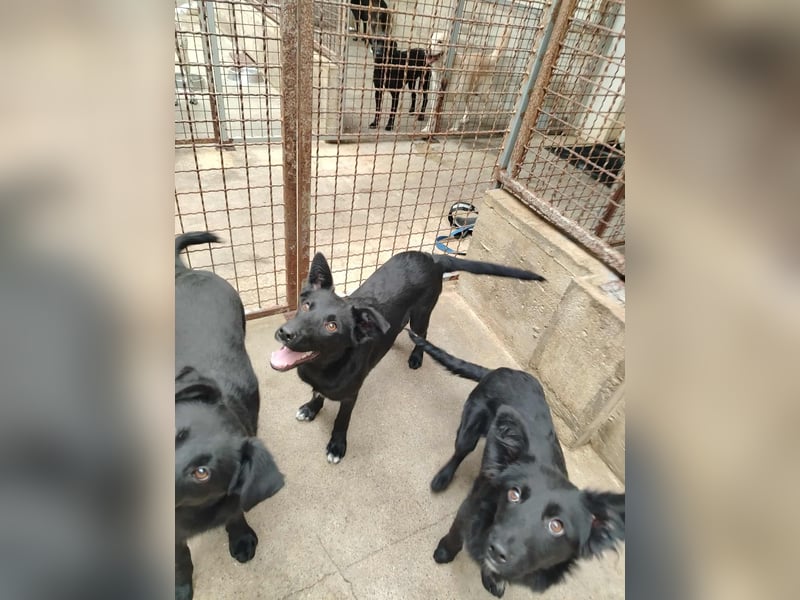 Junghündin, Welpe, Mischlings-Hündin Nellie sucht eine Familie