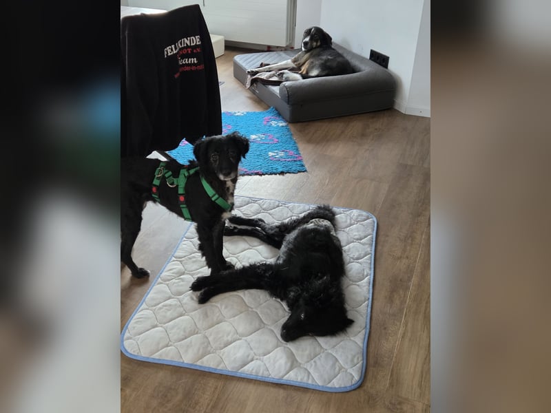 kleine Mischlings-Hündin Mara sucht ihre Menschen