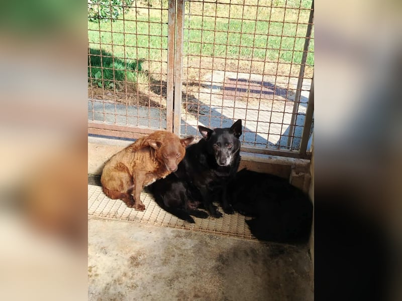 ältere Mischlings Hündin Lizzie sucht ein Zuhause, Seniordog, graue Schnauze