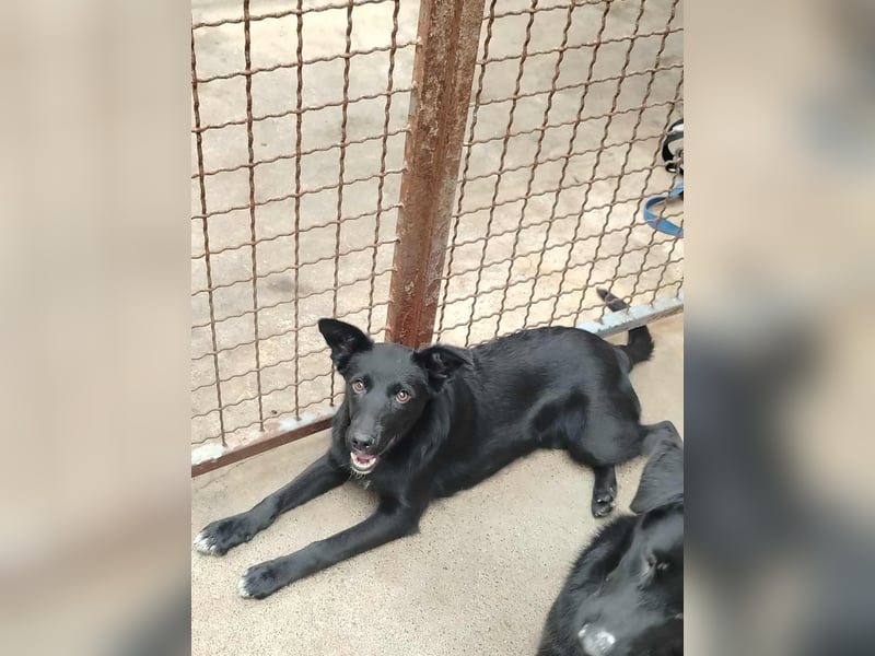 Junghündin, Welpe, Mischlings-Hündin Nellie sucht eine Familie