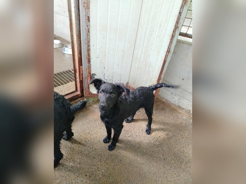 Kleine Cleo sucht ihre Familie oder eine liebevolle Pflegestelle