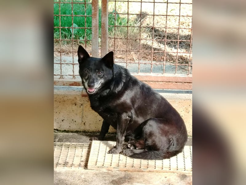 ältere Mischlings Hündin Lizzie sucht ein Zuhause, Seniordog, graue Schnauze