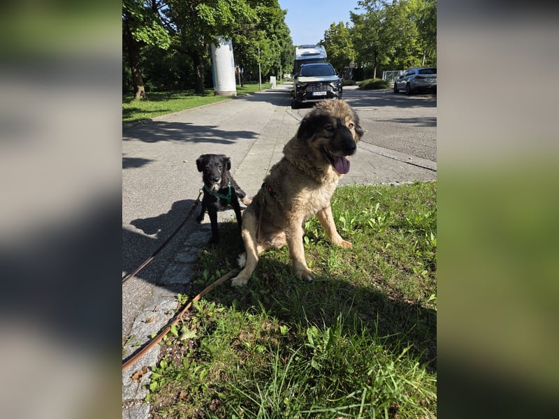 kleine Mischlings-Hündin Mara sucht ihre Menschen