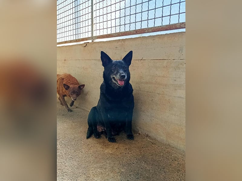 ältere Mischlings Hündin Lizzie sucht ein Zuhause, Seniordog, graue Schnauze