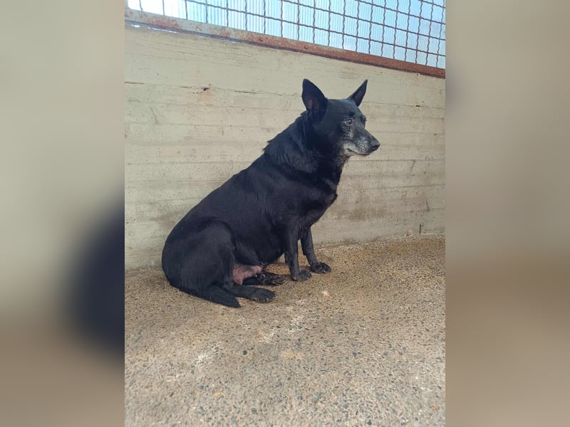 ältere Mischlings Hündin Lizzie sucht ein Zuhause, Seniordog, graue Schnauze