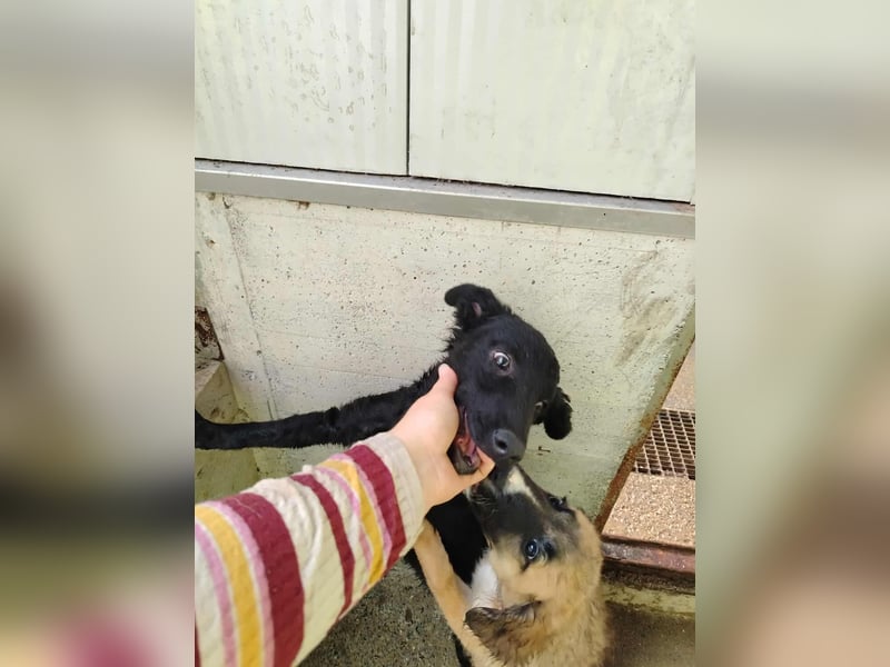 Süße Amelie sucht ihr Für-Immer-Zuhause oder eine Pflegestelle