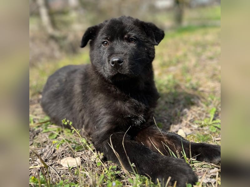 Hachiko, geb. ca. 01/2025, lebt in GRIECHENLAND, auf einer privaten Pflegestelle