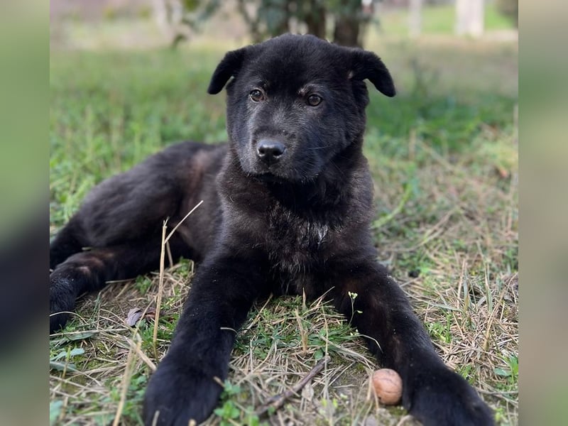 Hachiko, geb. ca. 01/2025, lebt in GRIECHENLAND, auf einer privaten Pflegestelle