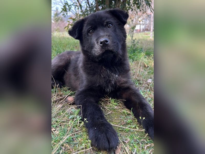 Hachiko, geb. ca. 01/2025, lebt in GRIECHENLAND, auf einer privaten Pflegestelle