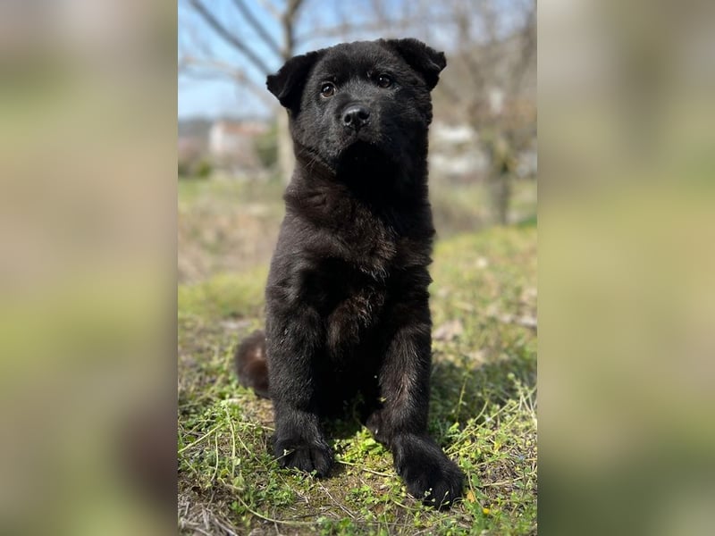 Hachiko, geb. ca. 01/2025, lebt in GRIECHENLAND, auf einer privaten Pflegestelle