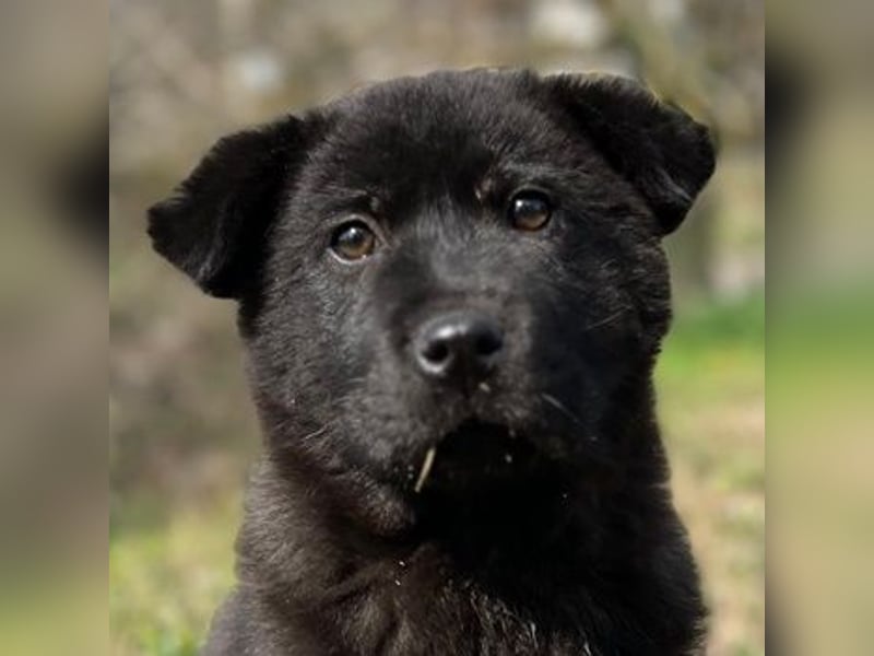 Hachiko, geb. ca. 01/2025, lebt in GRIECHENLAND, auf einer privaten Pflegestelle