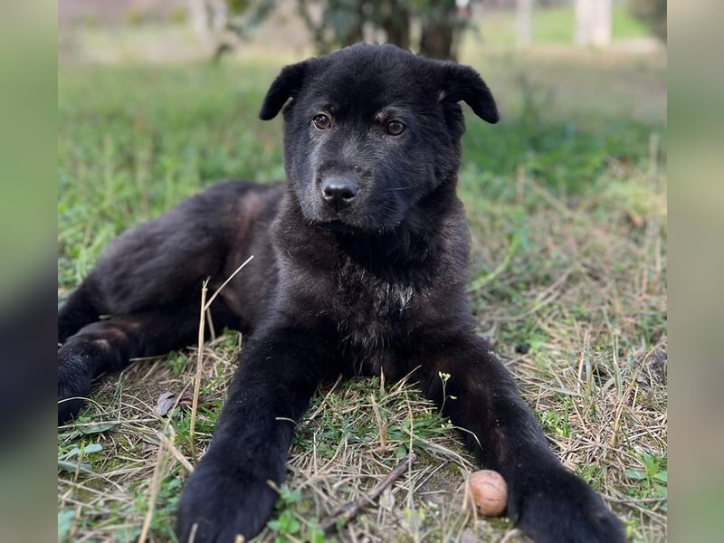Hachiko, geb. ca. 01/2025, lebt in GRIECHENLAND, auf einer privaten Pflegestelle