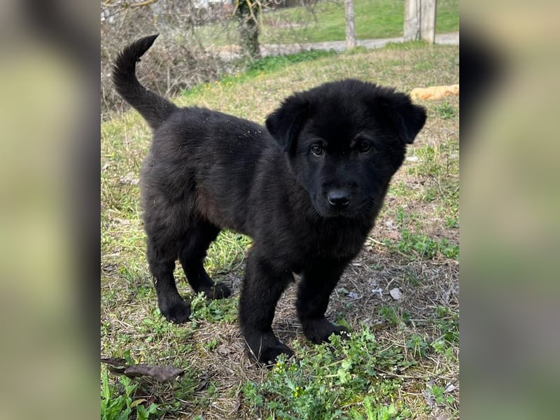 Hachiko, geb. ca. 01/2025, lebt in GRIECHENLAND, auf einer privaten Pflegestelle