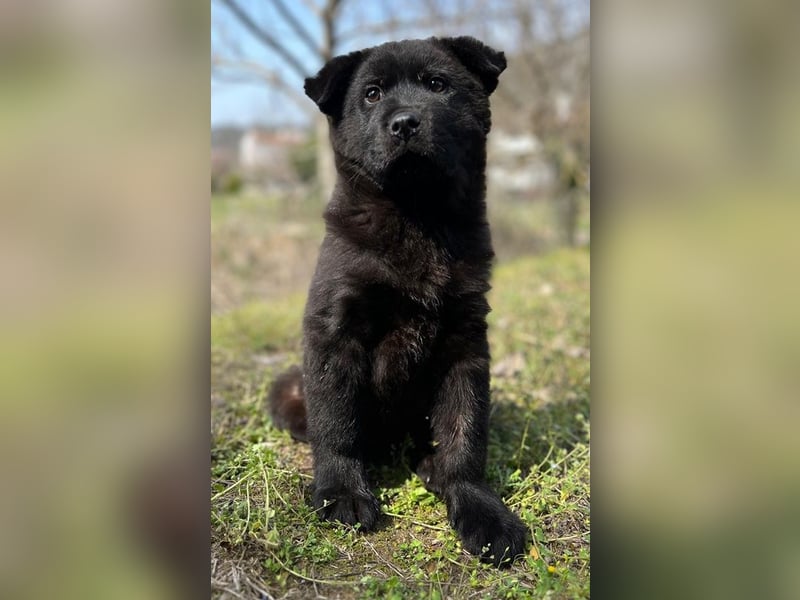Hachiko, geb. ca. 01/2025, lebt in GRIECHENLAND, auf einer privaten Pflegestelle