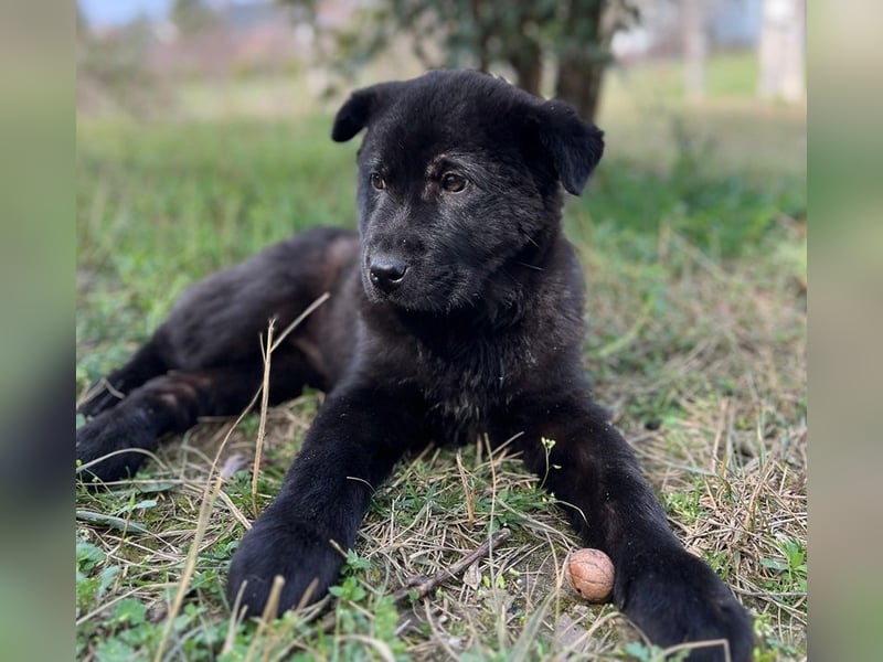 Hachiko, geb. ca. 01/2025, lebt in GRIECHENLAND, auf einer privaten Pflegestelle