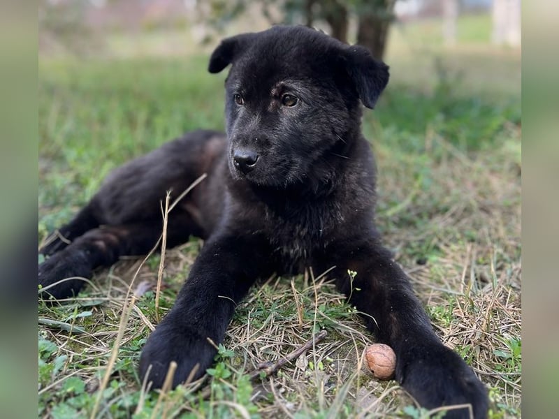 Hachiko, geb. ca. 01/2025, lebt in GRIECHENLAND, auf einer privaten Pflegestelle