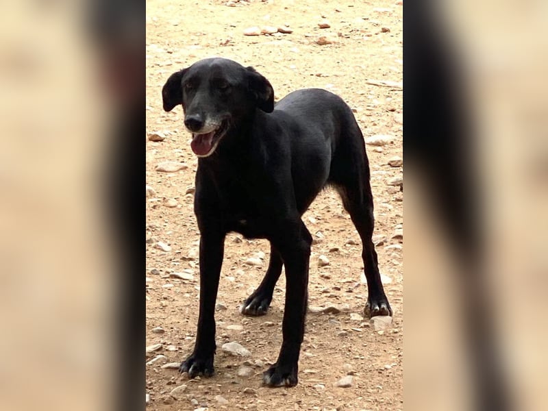 Tessa - die schwarze Schönheit wartet auf ihre Menschen