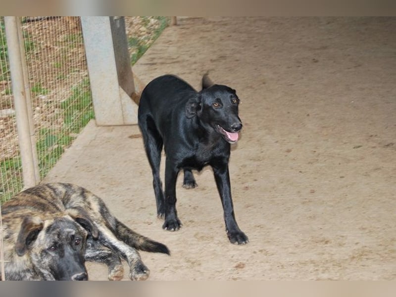 Tessa - die schwarze Schönheit wartet auf ihre Menschen