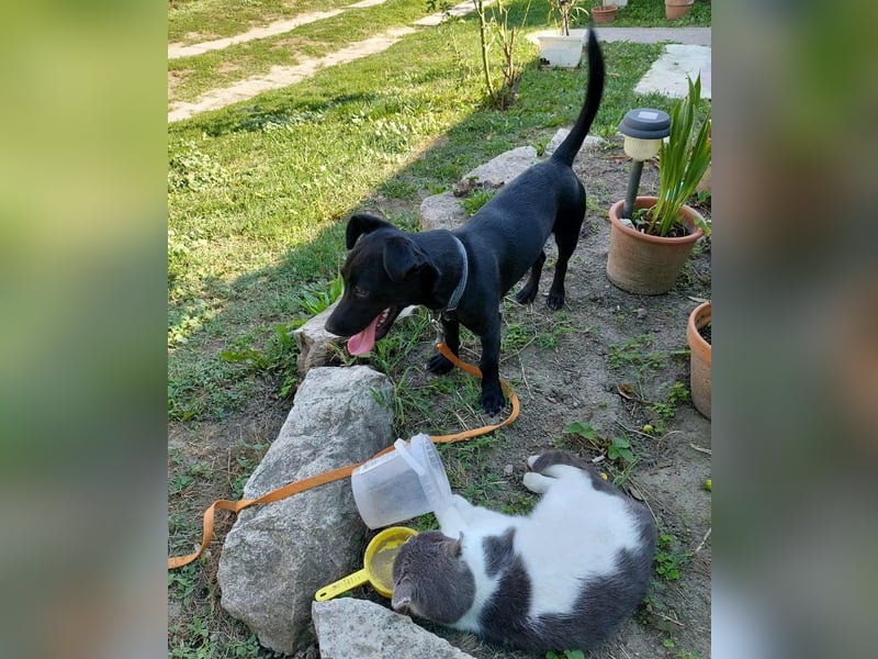 Elza sucht ein Zuhause